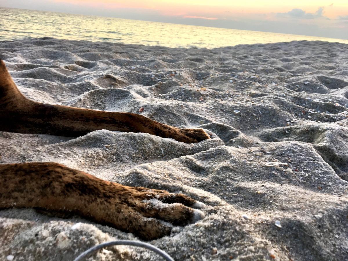 Dog paws resting on the sand at sunset, capturing the relaxed vibe of Panama City Beach pet friendly rentals right on the shoreline.